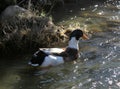 A pair of wild ducks in the lake Royalty Free Stock Photo