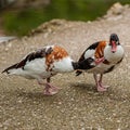 Pair of Wild Ducks in the Mating Season on the Shore of the Pond Royalty Free Stock Photo