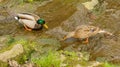 Pair wild ducks on shallow stream looking for food on stones