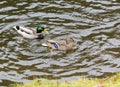 A pair of wild ducks swim in the city pond Royalty Free Stock Photo