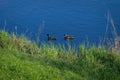 A pair of wild ducks swims down the river on a sunny summer day Royalty Free Stock Photo