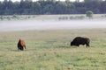 Pair of wild European bison bulls Bison bonasus on meadow in the Bialowieza National Park in Poland. Royalty Free Stock Photo