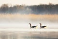 Pair Wild geese dancing on lake Royalty Free Stock Photo