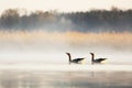 Pair Wild geese dancing on lake