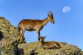 Pair of wild Hispanic goats climbed to a rock with the moon in the background on blue sky, Guadarrama, Madrid. Royalty Free Stock Photo