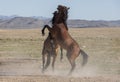 Pair of Wild Horse Stallions Fighting in Utah