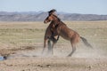 Wild Horse Stallions Fighting in Utah Royalty Free Stock Photo