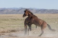 Pair of Wild Horse Stallions Fighting Royalty Free Stock Photo