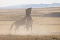 Wild Horse Stallions Fighitng in the Utah Desert