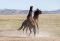 Pair of Wild Horse Stallions Fighting in Utah