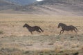 Pair of Wild Horse Stallions Running Royalty Free Stock Photo