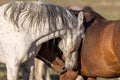 Pair of Wild Horses Close Up in Utah Royalty Free Stock Photo