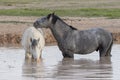 Pair of Wild Horses at a Desert Waterhole Royalty Free Stock Photo