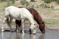 Pair of Wild Horses Drinking at a Pond Royalty Free Stock Photo