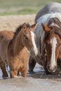 Pair of Wild Horses Drinking at a Waterhole Royalty Free Stock Photo