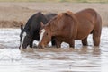 Pair of Wild Horses Drinking at a Waterhole Royalty Free Stock Photo