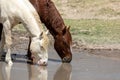 Pair of Wild Horses Drinking at a Waterhole Royalty Free Stock Photo