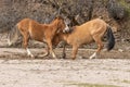 Pair of Wild Horses Fighting in the Arizona Desert Royalty Free Stock Photo