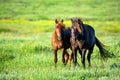 Pair of wild horses grazing on summer meadow