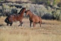 Wild Horse in Action - Washoe Lake State Park Royalty Free Stock Photo