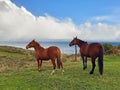 Pair of wild horses in natural environment and sea in the background under sky with stormy clouds in Tierra del Fuego. Animals and Royalty Free Stock Photo