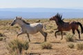 Pair of Wild Horses Running in the Colorado Desert Royalty Free Stock Photo