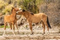 Pair of Wild Horses in the Arizona Desert Royalty Free Stock Photo