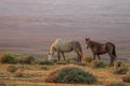 Pair of Wild Horses in the Colorado Desert at Sunrise Royalty Free Stock Photo