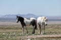 Pair of Wild Horses in Utah in Spring Royalty Free Stock Photo