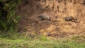 A pair of wild Indian grey mongeese