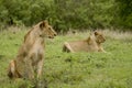 A pair of wild lions Royalty Free Stock Photo