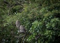 Pair of wild little owls looking forward and up