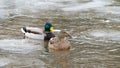 Pair of wild Mallard Ducks Anas platyrhynchos swimming in a frozen river Royalty Free Stock Photo