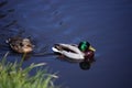 Pair of wild Mallard Ducks on the lake`s calm, mirror-like water Royalty Free Stock Photo