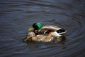 Pair of wild Mallard Ducks on the lake`s calm, mirror-like water Royalty Free Stock Photo