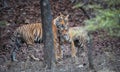 Pair of wild, mating Bengal tigers, Panthera tigris in its natural environment. Big tiger and smaller tigress together. You can