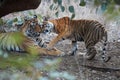 Pair of wild, mating Bengal tigers, Panthera tigris in its natural environment. Big tiger and smaller tigress together. You can