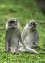 A pair of wild monkeys