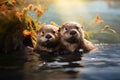 Pair of Wild Otters Looks Wet Plunged by the River Lake at Morning Royalty Free Stock Photo