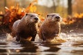 Pair of Wild Otters Running in River Water with Nature View on a Bright Day Royalty Free Stock Photo