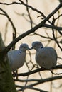 A pair of wild pigeons sitting on a branch Royalty Free Stock Photo