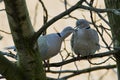 A pair of wild pigeons sitting on a branch Royalty Free Stock Photo