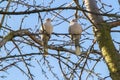 A pair of wild pigeons on a tree branch. Royalty Free Stock Photo