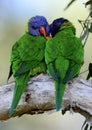 A pair of rainbow lorikeets preening in Queensland, Australia