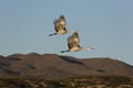 Pair of wild sandhill cranes fly against New Mexico mountains