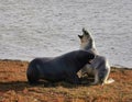 A pair of wild sea lions courting ob the shore of lagoon in New Zealand