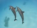 Pair of wild spinner dolphins Royalty Free Stock Photo