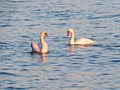 Pair of wild swans swimming on the lake at sunset. Two floating swans. Wild nature Royalty Free Stock Photo