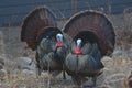 Pair Of Wild Turkey Gobblers Displaying Feathers