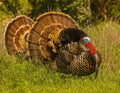 Pair of Wild Turkey Gobblers show off their beauty in full strut ng season Royalty Free Stock Photo